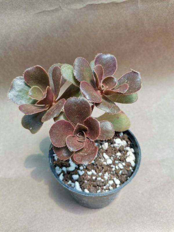 Aeonium Glutinosum - Image 4