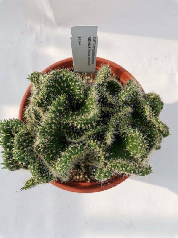 Austrocylindropuntia Weingarthiana Crestata - immagine 2