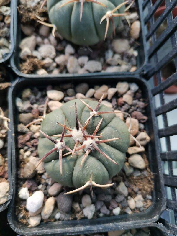 Echinocactus Horizonthalonius - immagine 2