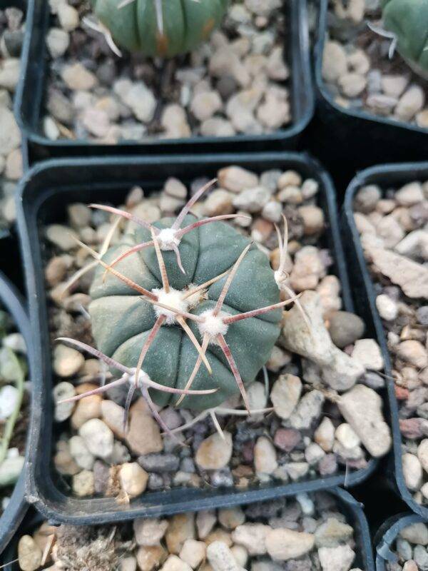 Echinocactus Horizonthalonius - immagine 3