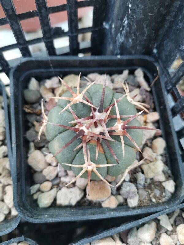 Echinocactus Horizonthalonius - immagine 4