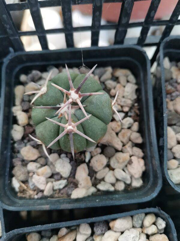 Echinocactus Horizonthalonius - immagine 5
