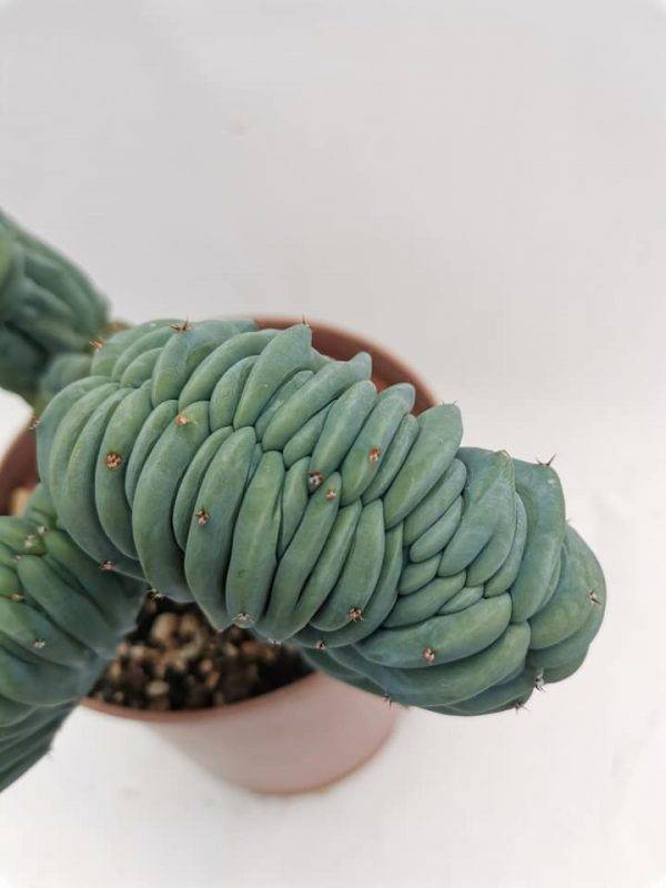 Myrtillocactus Geometrizans Crestata - Image 3