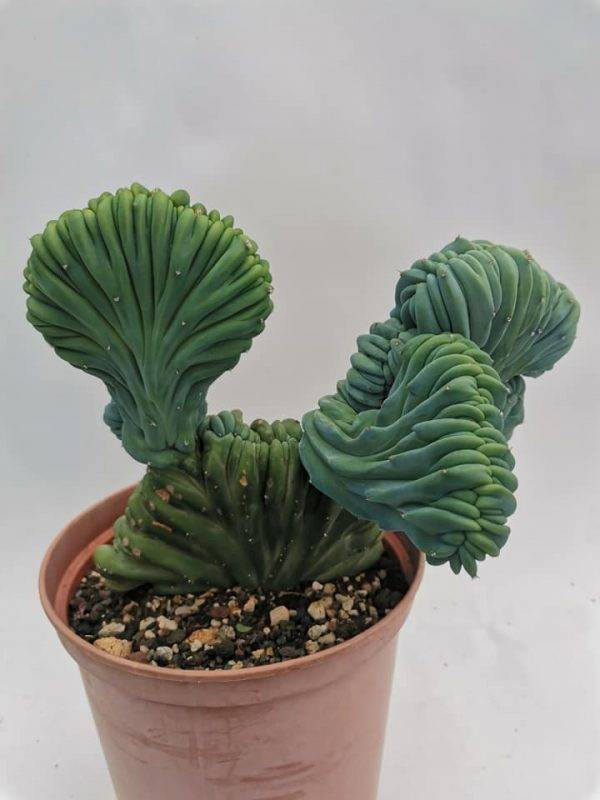 Myrtillocactus Geometrizans Crestata - Image 4