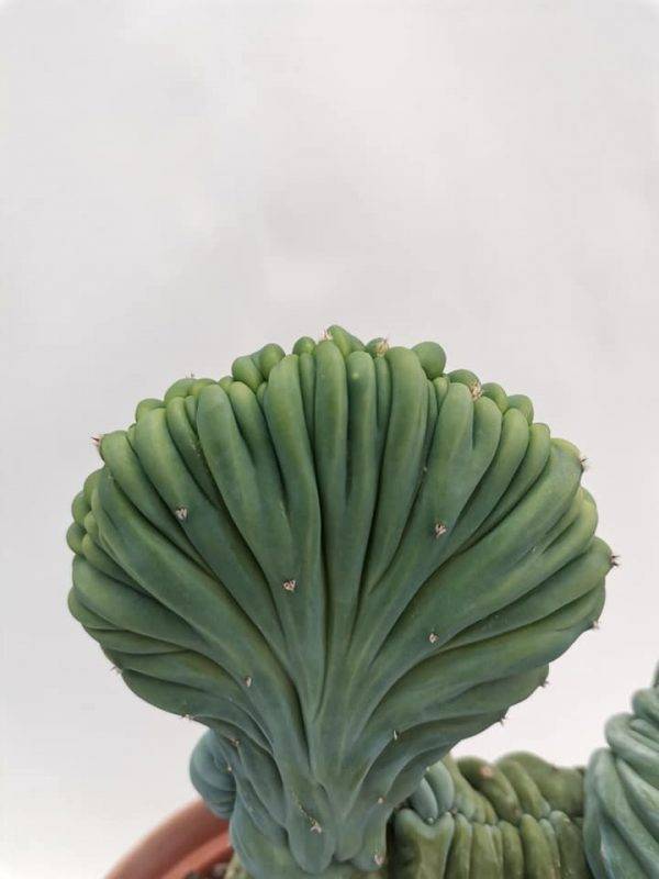 Myrtillocactus Geometrizans Crestata - Image 5