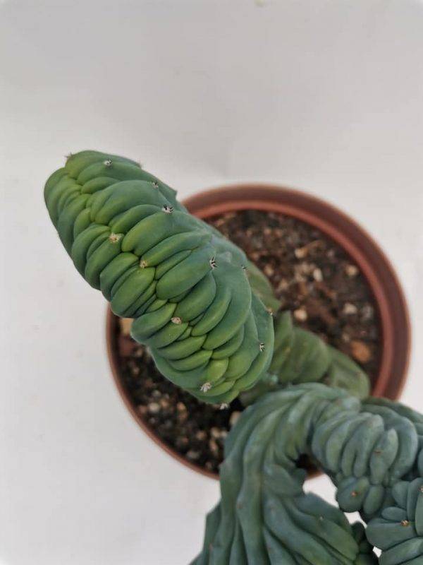 Myrtillocactus Geometrizans Crestata - Image 6