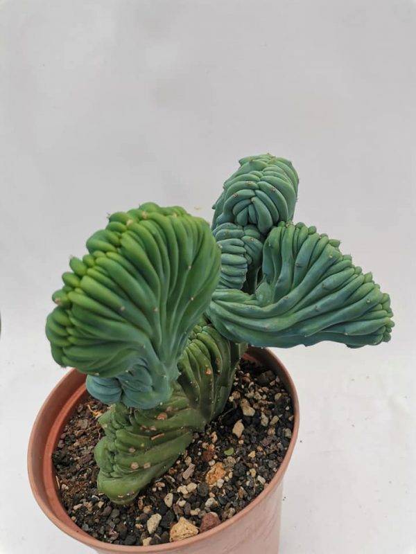 Myrtillocactus Geometrizans Crestata