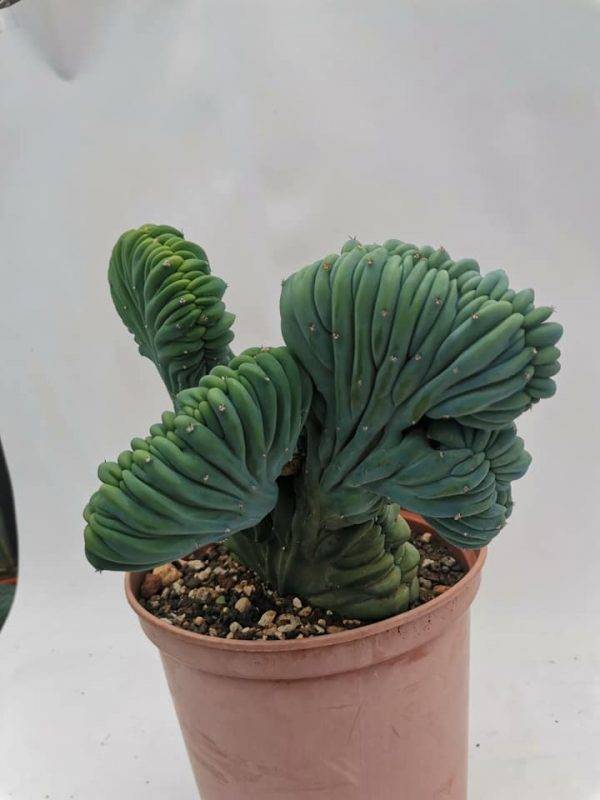 Myrtillocactus Geometrizans Crestata - Image 7