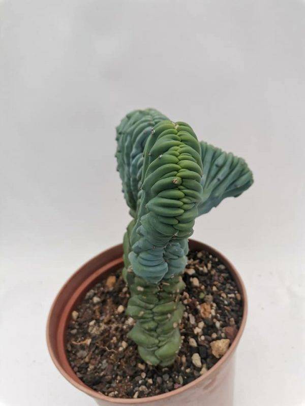 Myrtillocactus Geometrizans Crestata - Image 8