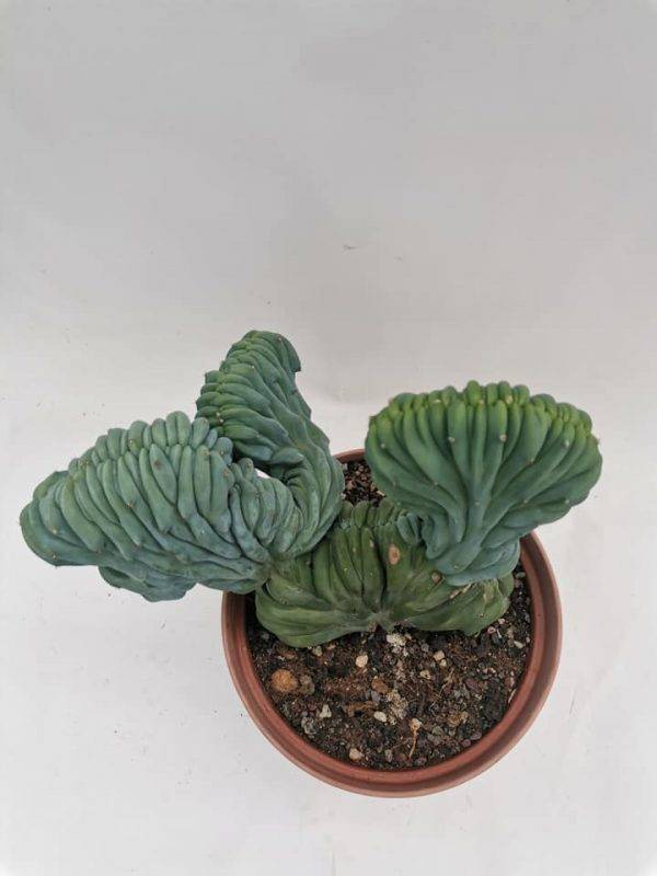Myrtillocactus Geometrizans Crestata - Image 9