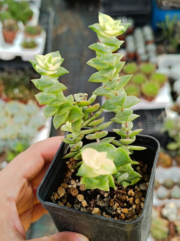 Crassula Perforata Variegata