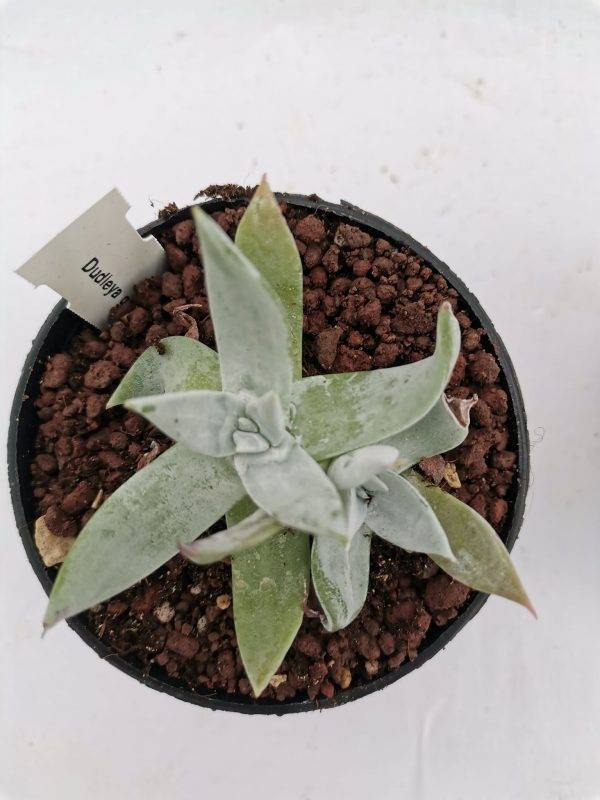 Dudleya Gnoma - immagine 3