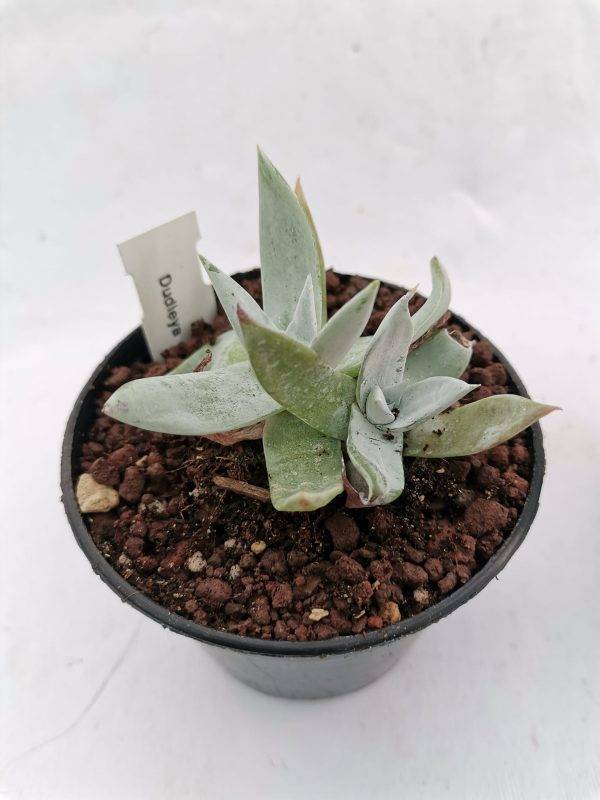 Dudleya Gnoma - immagine 4