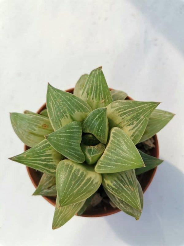 Haworthia Milkyway Variegata