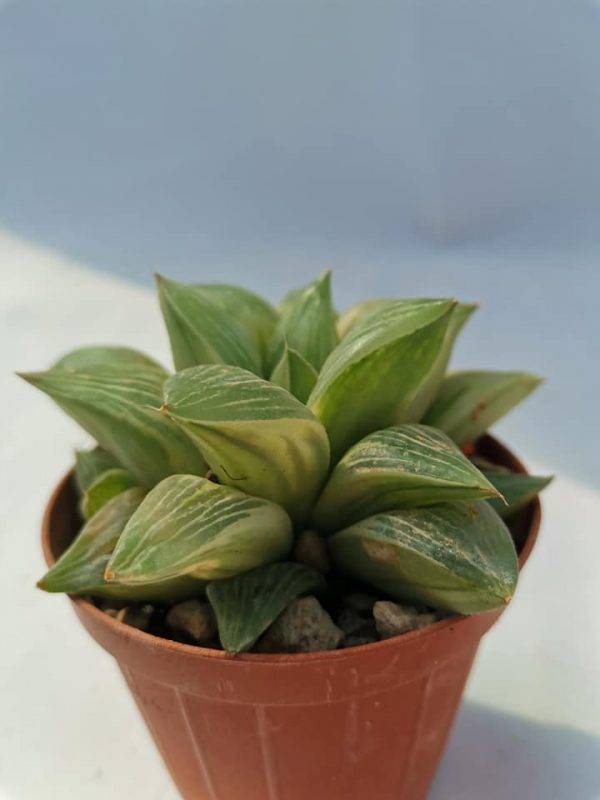 Haworthia Milkyway Variegata - immagine 3