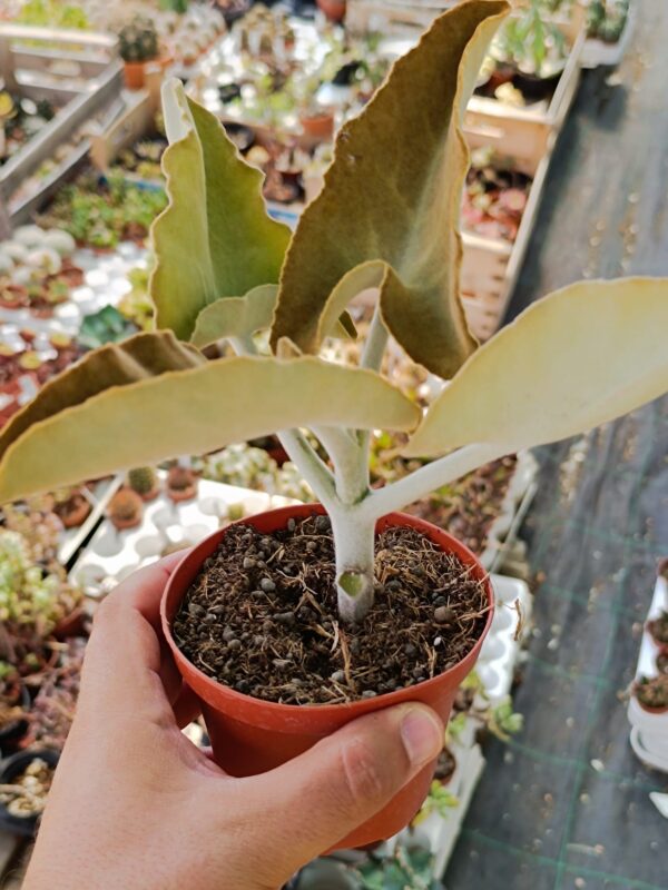 Kalanchoe Beharensis Orecchie d' Elefante - immagine 2