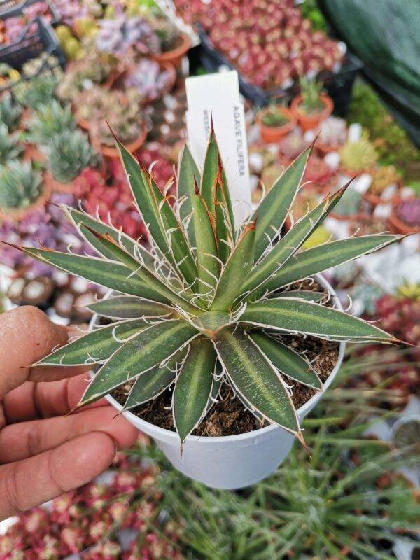 Agave Filifera - immagine 2