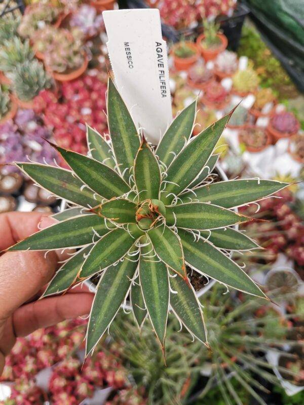 Agave Filifera