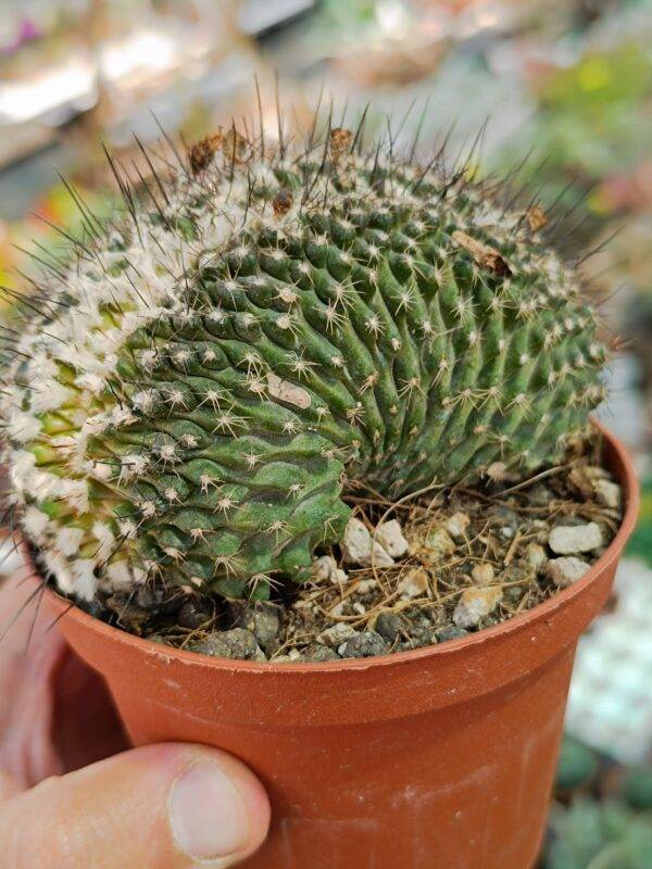 Copiapoa sp Crestata