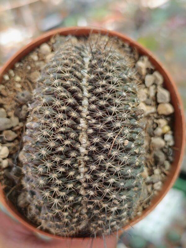 Copiapoa sp Crestata - Image 3