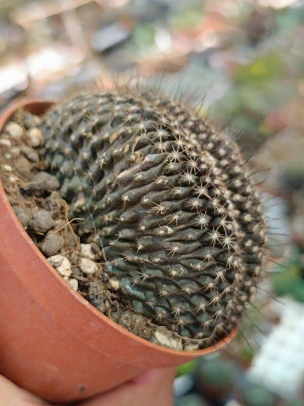 Copiapoa sp Crestata - Image 4
