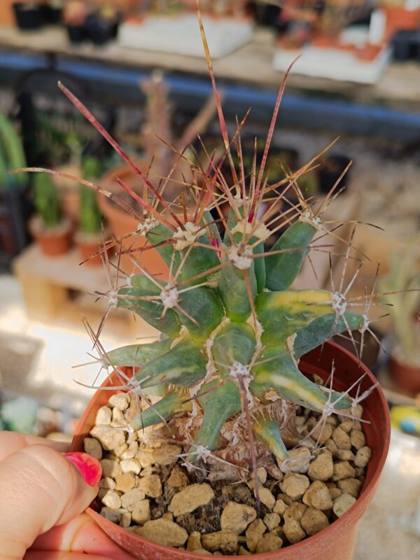 Ferobergia hybrid Variegata