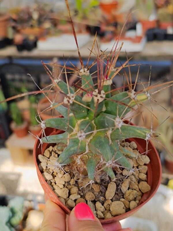Ferobergia hybrid Variegata - Image 4
