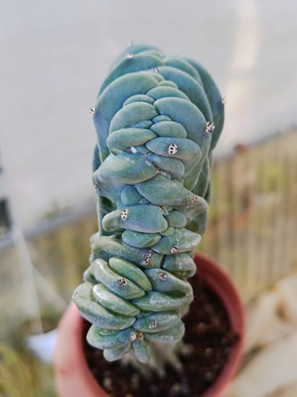 Myrtillocactus Geometrizans Crestata - Image 2