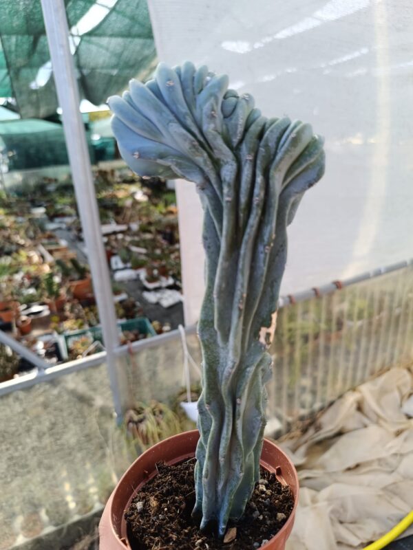 Myrtillocactus Geometrizans Crestata - Image 3
