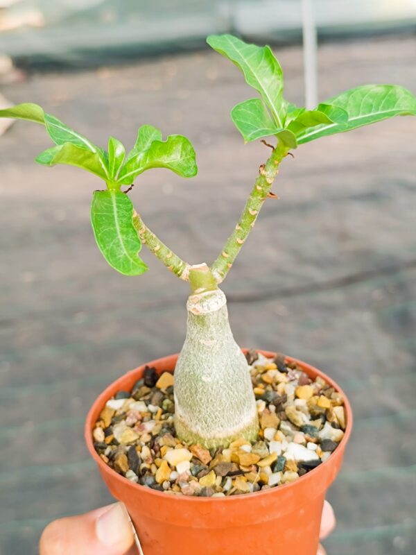 Adenium Obesum cv Pure White