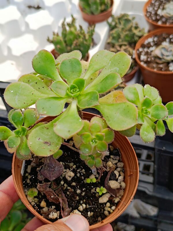 Aeonium Volkerii - Image 2