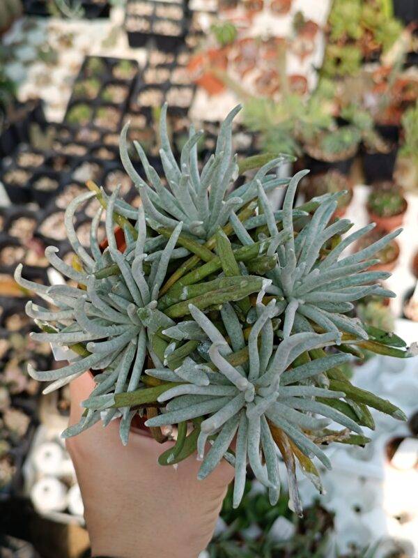 Senecio Scaposus