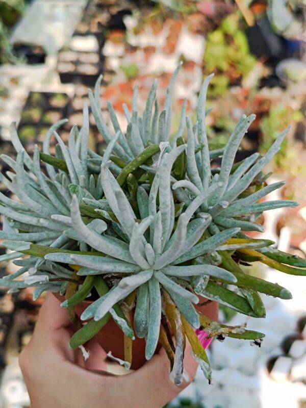 Senecio Scaposus - Image 2
