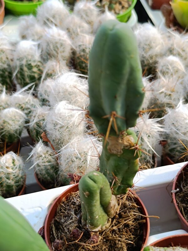 Trichocereus Bridgesii Mostruoso - immagine 2
