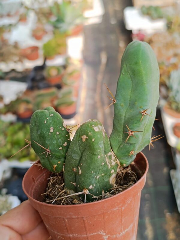 Trichocereus Bridgesii Mostruoso - immagine 3