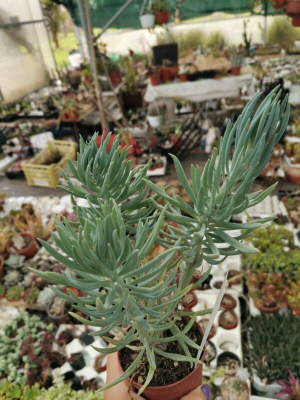 Senecio Talinoides