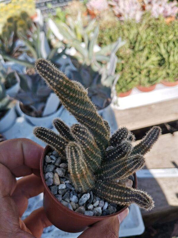 Chamaecereus silvestrii cv honey