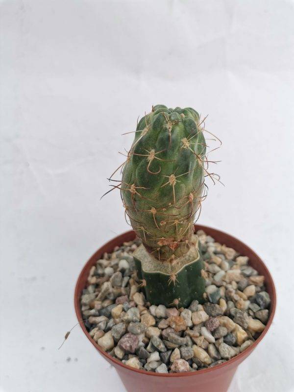 Neowerdemannia Vorwerkii Innestata - Image 2