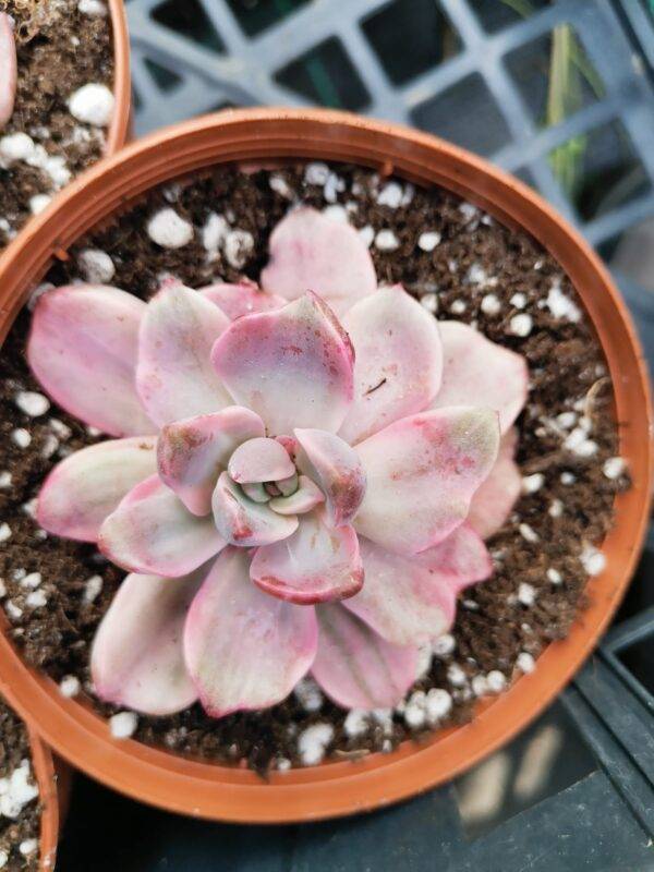Echeveria mrs Richards Variegata
