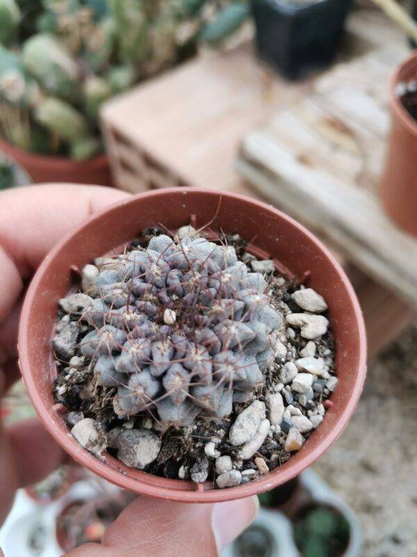 Neoporteria Occulta