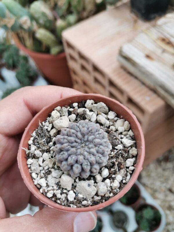 Neoporteria Occulta - immagine 2