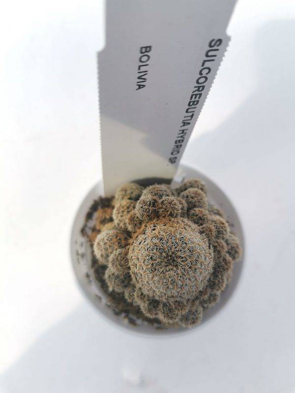 Sulcorebutia hybrid sp - Image 2