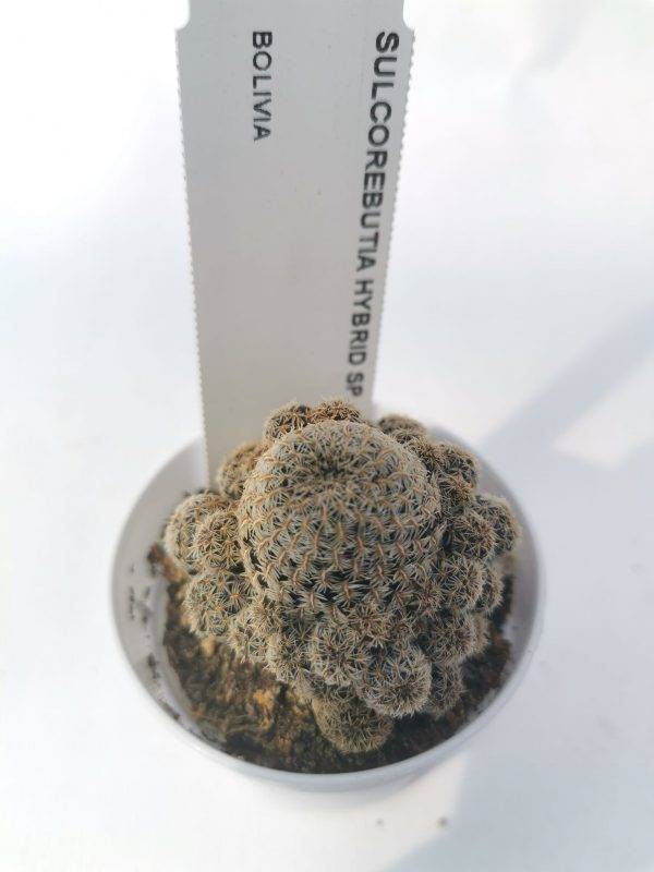 Sulcorebutia hybrid sp