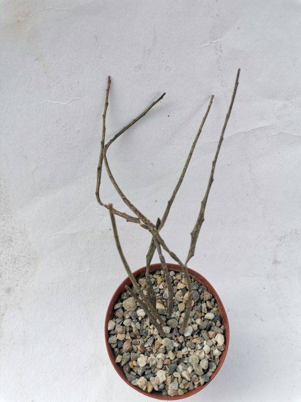 Euphorbia Bosseri - immagine 2