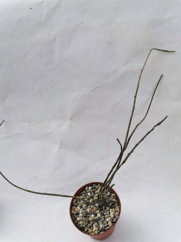 Euphorbia Bosseri - immagine 3
