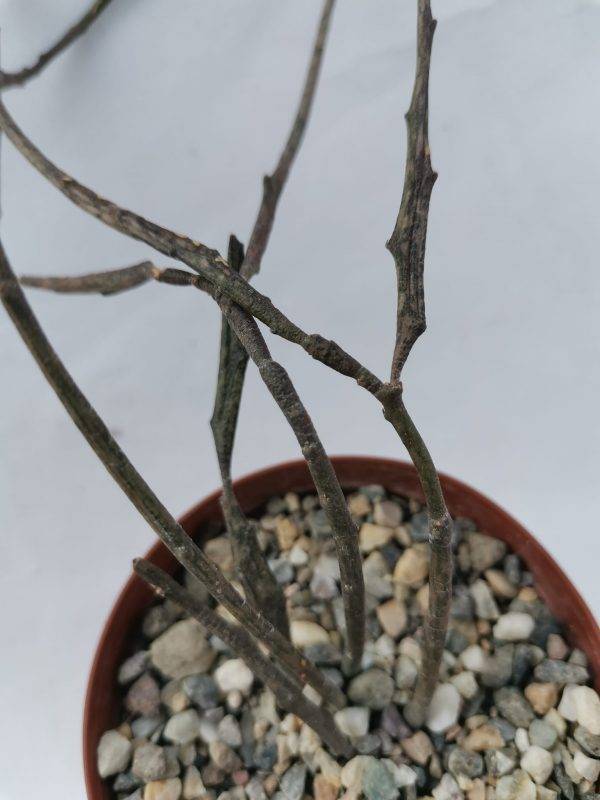 Euphorbia Bosseri