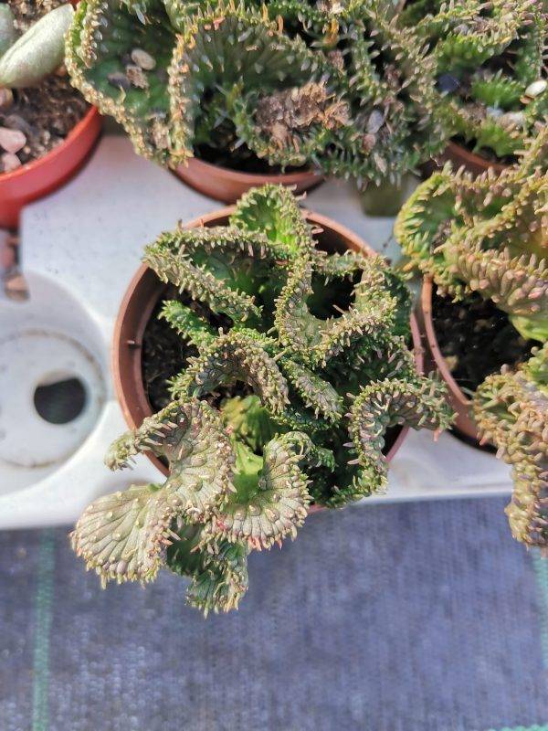 Euphorbia Pugniformis Crestata - immagine 3