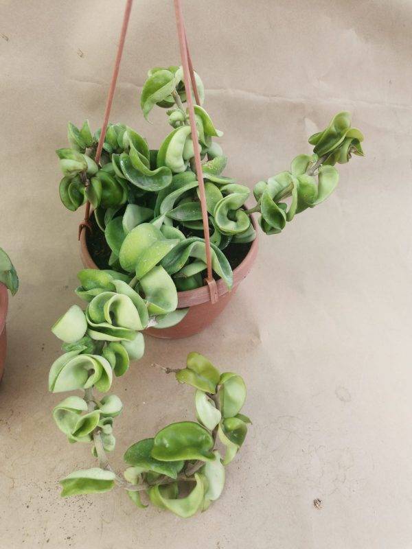 Hoya Carnosa f. Compacta Big - immagine 2