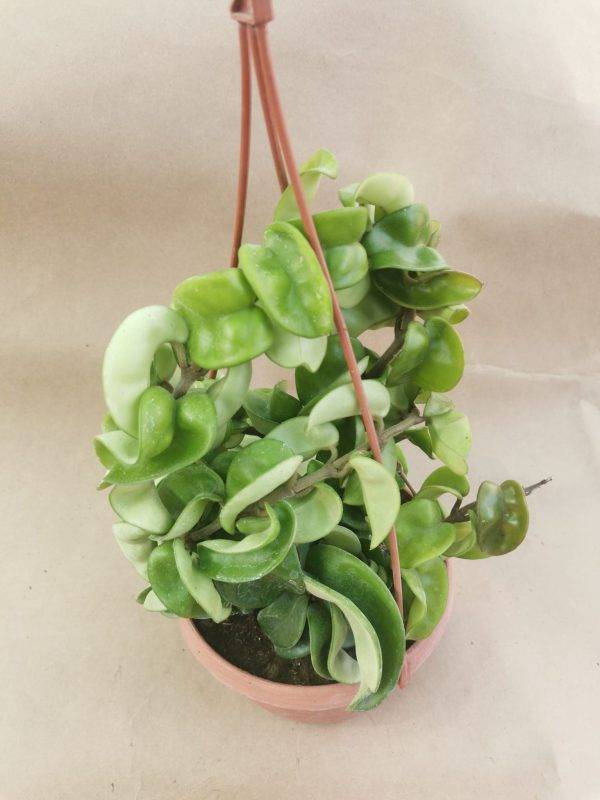 Hoya Carnosa f. Compacta Big