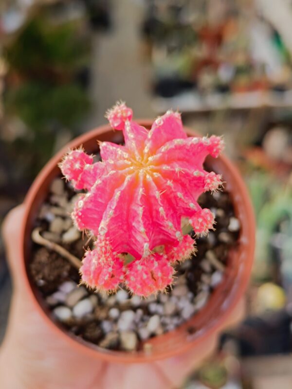 Myrtillocalycium Polyp Chimera Variegata Innestata - immagine 2